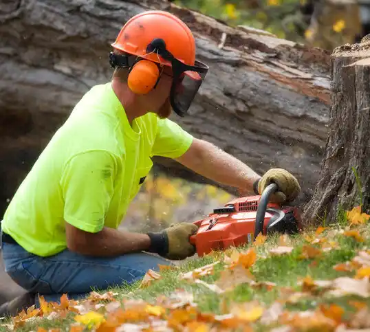 tree services Socorro